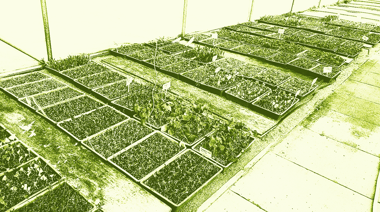 Seedlings